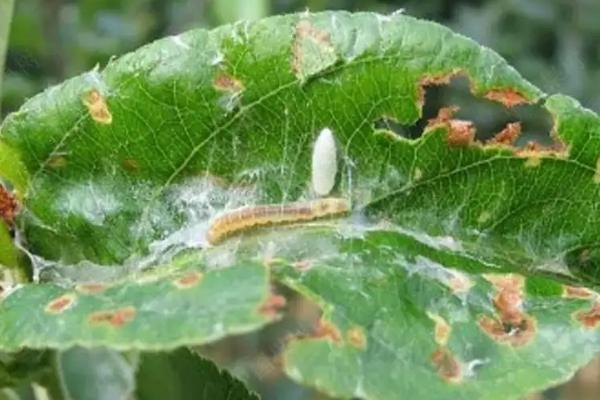 桃树谢花后常见虫害及防控措施，常见的有蚜虫、介壳虫等