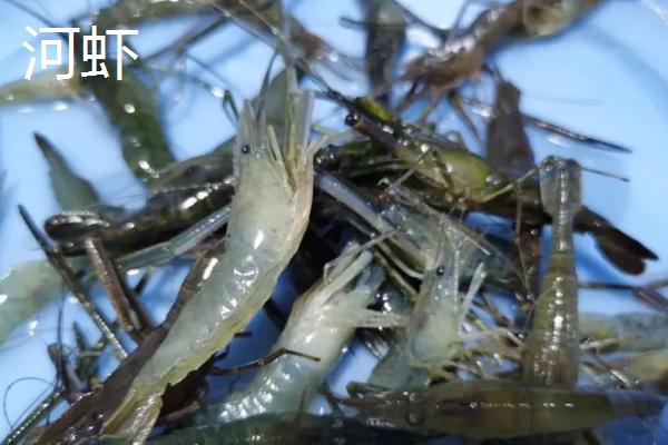 河虾与海虾之间的区别，生存环境和品种等均不同