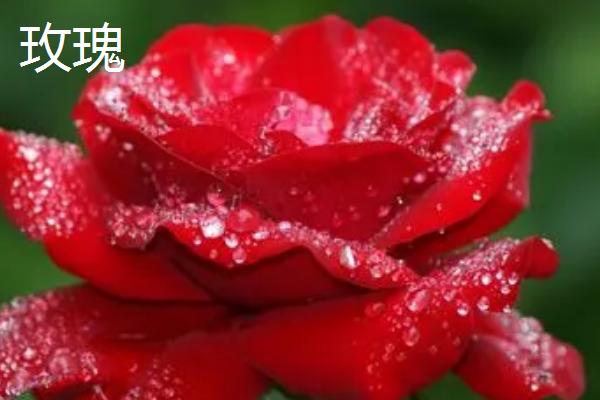 月季与玫瑰的区别，叶片、花朵和枝干均不同