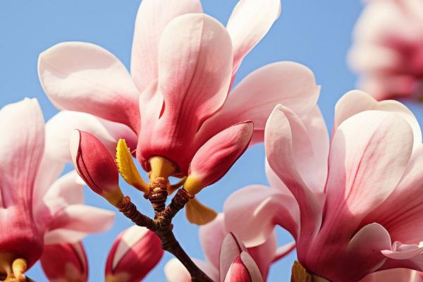 3月初能开花的植物，常见的有迎春花、玉兰花、山茶花等