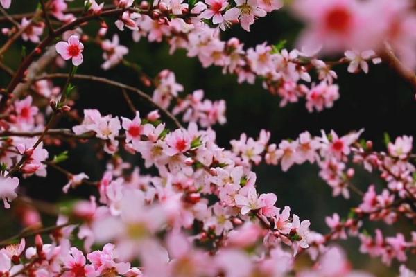 3月初能开花的植物，常见的有迎春花、玉兰花、山茶花等