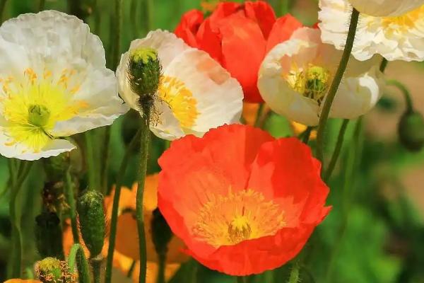 3月初能开花的植物，常见的有迎春花、玉兰花、山茶花等