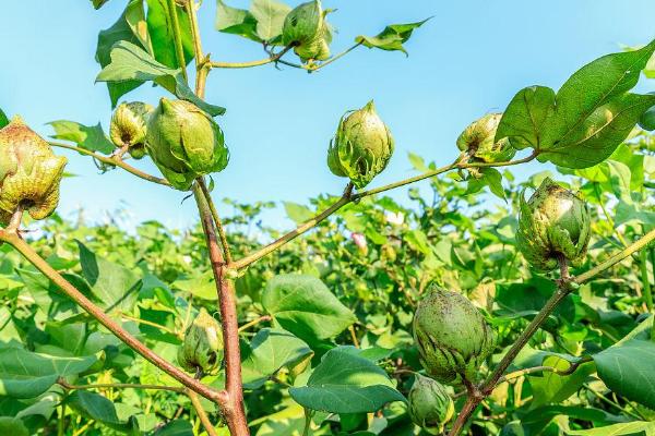 棉花伏前桃的管理措施，应及时追施花铃肥和防治病虫害