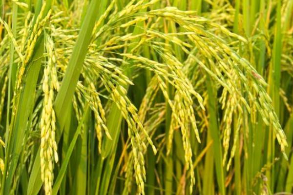 凯丰优158水稻种子特征特性，感温籼型三系杂交水稻品种