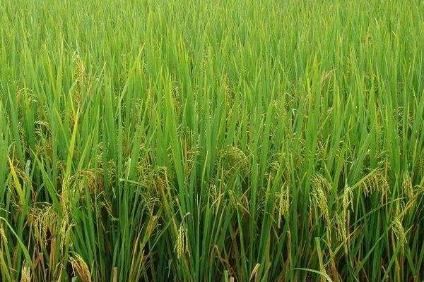 凯丰优158水稻种子特征特性，感温籼型三系杂交水稻品种