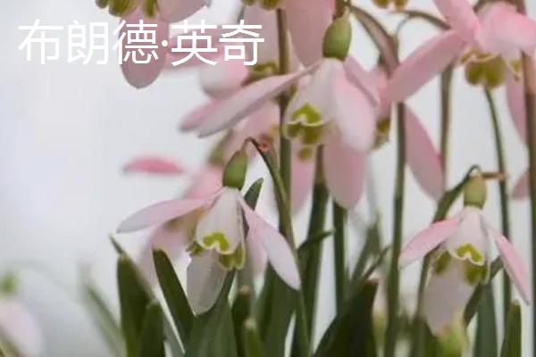 雪花莲的品种，常见的有金色萨维尔、绿瓣尖雪花莲等