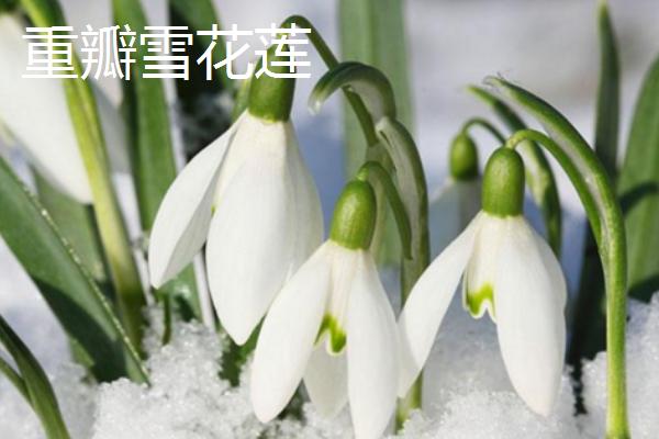 雪花莲的品种，常见的有金色萨维尔、绿瓣尖雪花莲等