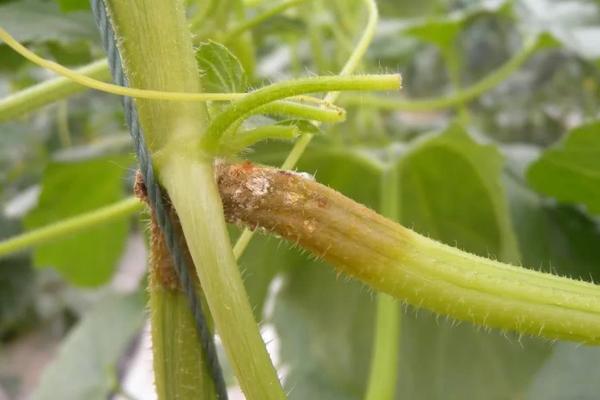 西葫芦裂果的症状，有纵向、横向以及斜向开裂三种