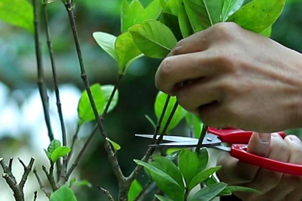 秋季枙子花如何修枝，注意修剪时切口要尽可能整齐