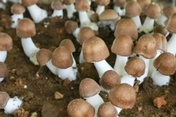 姬松茸怎么种植，种植环境要求高温、高湿、通风良好