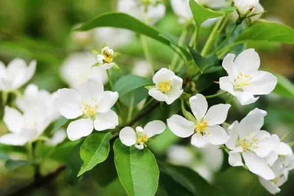 北方茉莉花的养殖方法，适宜生长在半阴的环境中