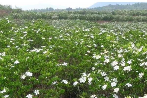 栀子花种子的种植方法，可春播或秋播