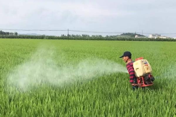 水稻肥料的配比，根据土壤肥力调整肥料比例