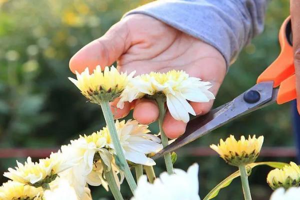 蛋糕菊花的养殖方法，春秋季节每隔3-4天浇一次水