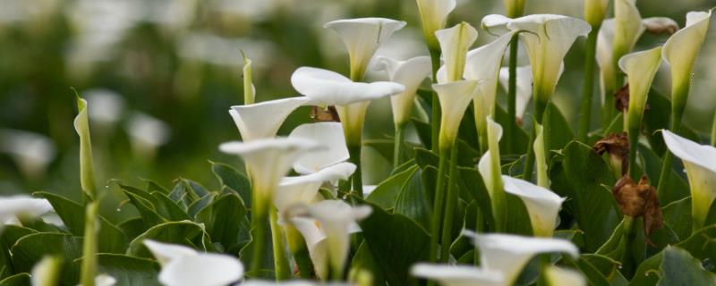 海芋花有什么花语，代表纯洁的爱、羞涩爱恋、温暖温馨和平安幸福