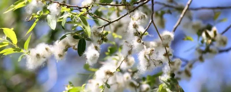 柳树和凤仙花传播种子的方法，前者主要依靠风力、后者主要依靠弹射力