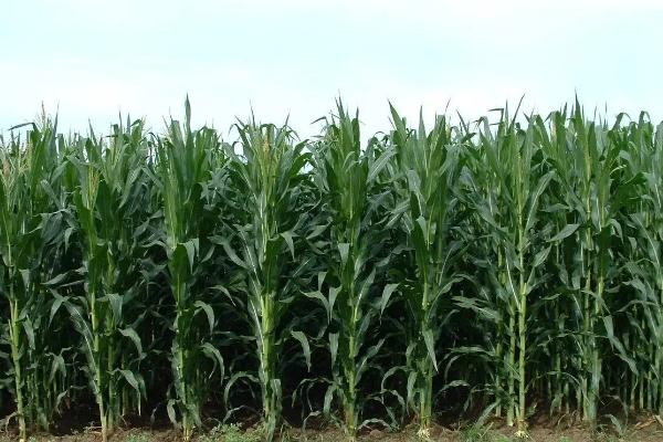 冀农366玉米种子特征特性，播种深度一般掌握在5厘米左右