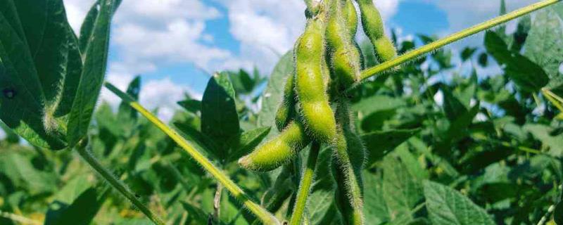 贺豆6号大豆种子特征特性，北方春大豆超早熟品种