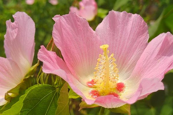 木芙蓉的种植方式，选择颗粒饱满、健康无害的种子