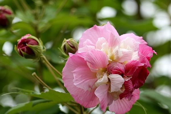 木芙蓉的种植方式，选择颗粒饱满、健康无害的种子