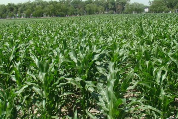 优质饲用青储玉米的栽培技术，种植密度每亩6000株左右