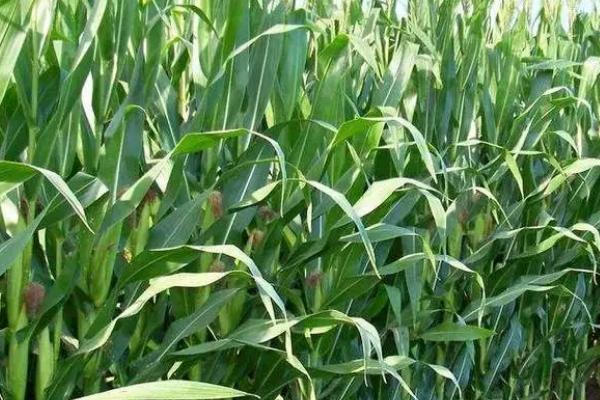 优质饲用青储玉米的栽培技术，种植密度每亩6000株左右
