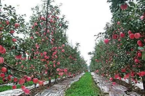 5月苹果管理技术要点，根据苹果树的开花时间合理防治病虫害