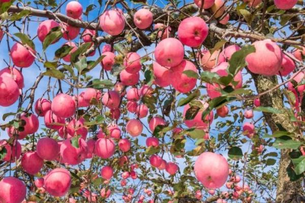 5月苹果管理技术要点，根据苹果树的开花时间合理防治病虫害