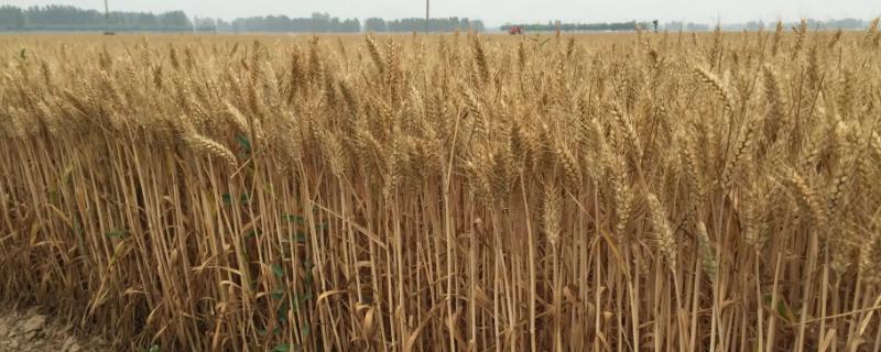 保麦158小麦品种的特性，中抗条锈病
