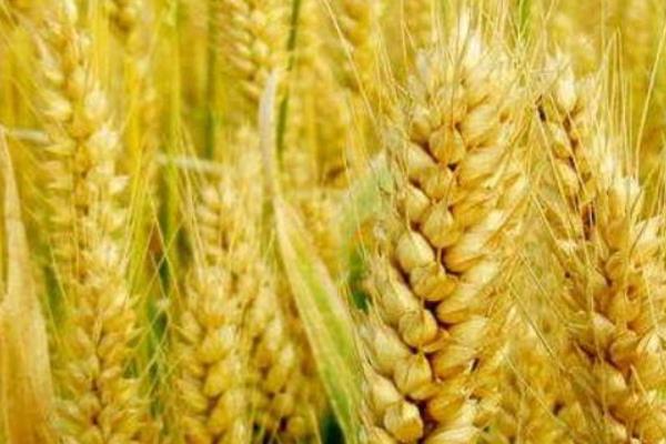 隆麦39小麦种子特征特性，中抗条锈病