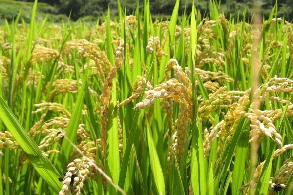 扬辐粳9号水稻种简介，属迟熟中粳稻品种