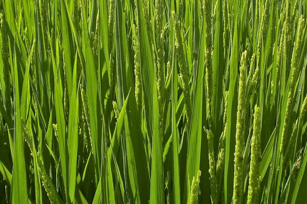 扬辐粳9号水稻种简介，属迟熟中粳稻品种