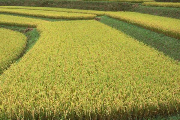 喜两优丝苗水稻种子特征特性，播种量10-12千克