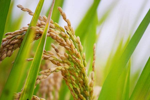弋粳149水稻品种简介，亩播种量30千克左右