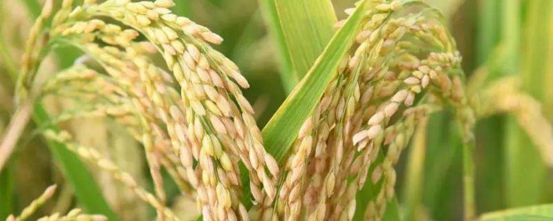 272S水稻品种的特性，6月上旬播种