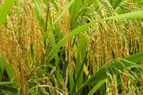 明禾A水稻种子简介，两期父本相隔5天播种