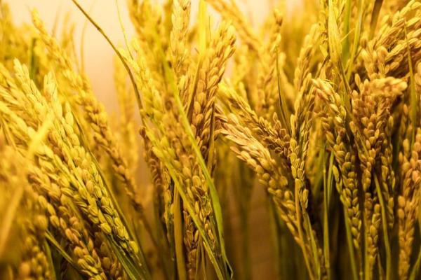 荃优16水稻种子特点，大田用种量每亩1.5公斤