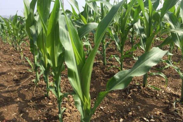 义和206玉米种子特征特性，适宜密度为每亩3500株左右