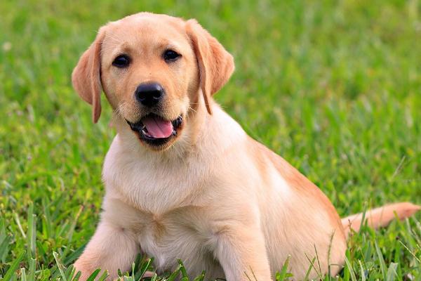 狗狗经常吃自己的大便的原因，可能是得了异食癖