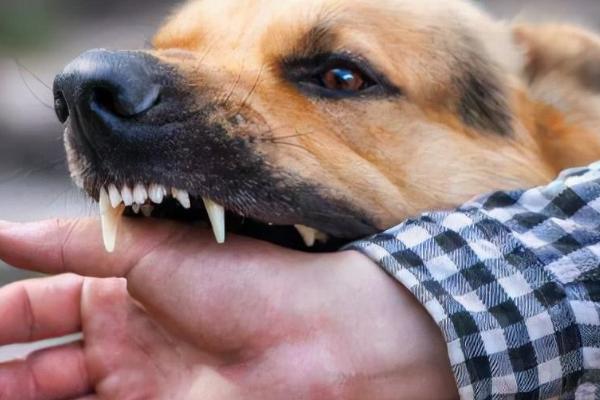 小狗情绪兴奋喜欢追着人咬的原因，可能是精力旺盛或正处于磨牙期