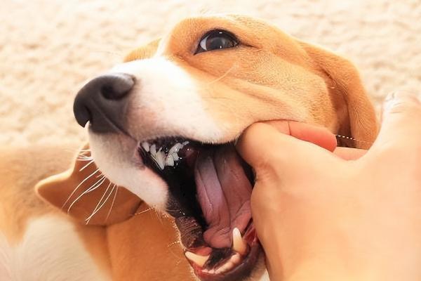 小狗情绪兴奋喜欢追着人咬的原因，可能是精力旺盛或正处于磨牙期