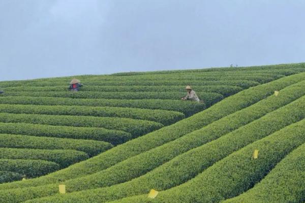 茶园害虫防治技术，数量较少时可人工捕杀