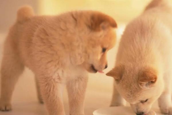 犬猫嗜酸性肉芽肿的临床症状，初期在上唇正中部位会产生凹陷