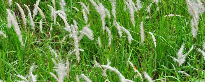 什么是茅草，是一种具有很强适应性的禾本科植物