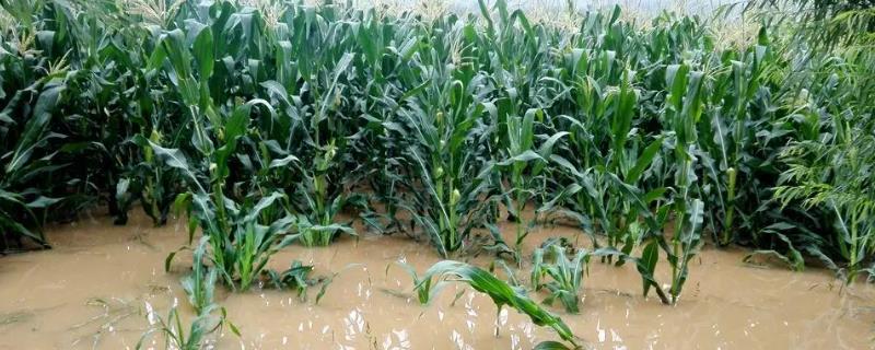 暴雨对农业有哪些影响，会导致涝害、病虫害及淹没设施