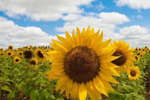 向日葵什么时候开花，花期在7-8月份