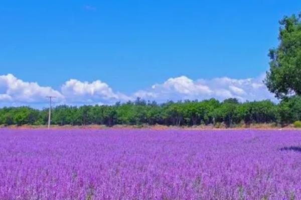 薰衣草在什么季节开花，一般在夏季开花