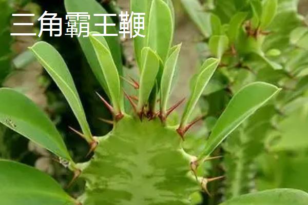 三角霸王鞭和龙骨的区别，外形、花朵和习性均不同