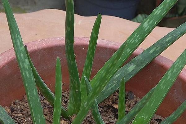 芦荟的正确浇水方法，夏天需2-3天浇水一次