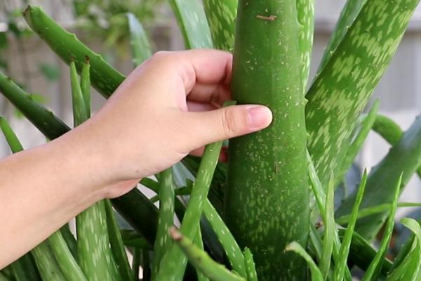 芦荟的正确浇水方法，夏天需2-3天浇水一次